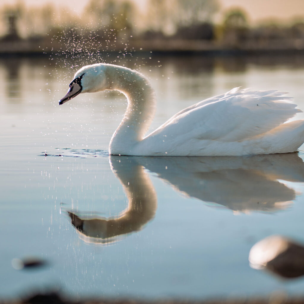 Image of a swan swimming in a pond and shaking water off of its head and neck. The water droplets can be seen individually