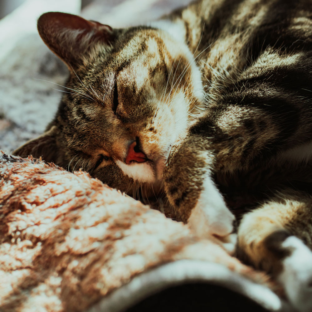 A brown tabby cat is sleeping on a soft, textured blanket with sunlight gently illuminating its face and fur.