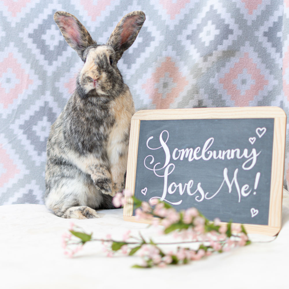 A gray and white rabbit sits next to a small chalkboard sign that reads Somebunny Loves Me! Pink flowers are in the foreground, with a pastel geometric blanket as the background.